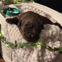 Double Doodle Puppies from Cencal Stellar Doodles