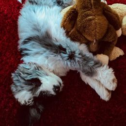 Aussiedoodle, Goldendoodle, and Labradoodle Puppies from Cedar Creek Ranch
