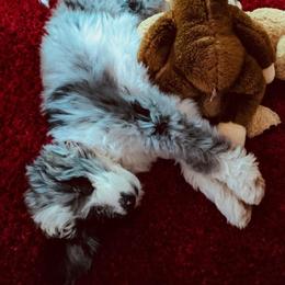 Aussiedoodle, Goldendoodle, and Labradoodle Puppies from Cedar Creek Ranch