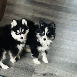 Pomeranian and Pomsky Puppies from Pom Pom Pomskies-TN