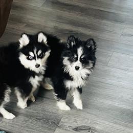 Pomeranian and Pomsky Puppies from Pom Pom Pomskies-TN