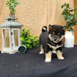 Zack - Black and tan male Shiba Inu puppy in Illinois from Precious-Puppies