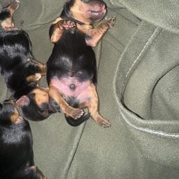 Yorkshire Terrier Puppies from Heaven_sent_toy_yorkies