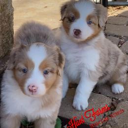 Australian Shepherd, Miniature Australian Shepherd, and Toy Australian Shepherd Puppies from Hunt Farms Mini Aussies