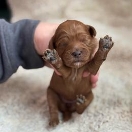 Sunny - Red  female Goldendoodle puppy in Wharton, Texas from Little Fur Friends