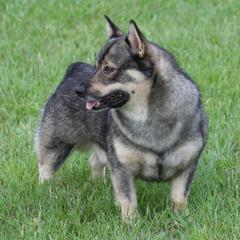 Swedish Vallhund Puppies from Beidelyn Swedish Vallhunds