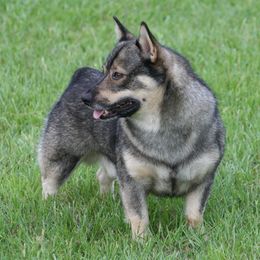 Swedish Vallhund Puppies from Beidelyn Swedish Vallhunds
