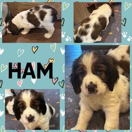 Ham (yellow collar) - Liver white and tan male English Springer Spaniel puppy in Sylvania, Georgia from Bay Branch Bunch English Springer Spaniels