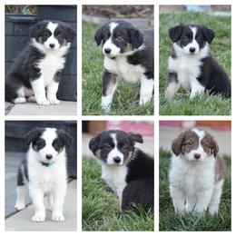 Border Collie puppies from Millie’s Border Collie