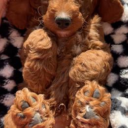 Assorted Doodle Crosses, Goldendoodle, Labradoodle, and Poodle Puppies from Ruff Country Doodles