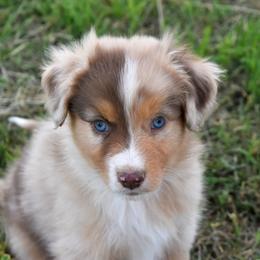 HOUDINI - Red merle male Australian Shepherd puppy in San Tan Valley, Arizona from Mott Ranch - Blazin' Sun Aussies