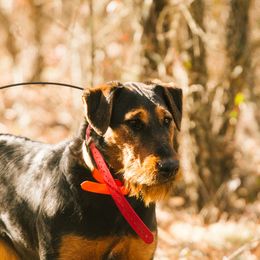 Jolene - Heideterrier