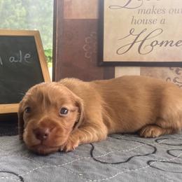 Race - Cream male Dachshund puppy in Sharon Springs, New York from Show Us The Way Homestead