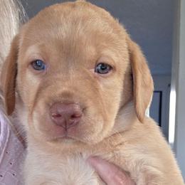 Lavender - Yellow female Labrador Retriever puppy in Osburn, Idaho from Faithful Mountain Labradors