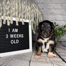 Princess Tiana - Black tri female Miniature Australian Shepherd puppy in Peoria, Arizona from B My Sunshines Mini Aussies