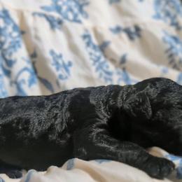 Harry - Black male Sheepadoodle puppy in Austin, Texas from Darling Doodles