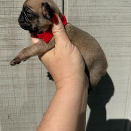 Alvin - Fawn male Pug puppy in Ludowici, Georgia from Royal Destiny Kennels