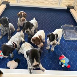 Boy 4 - Liver male German Shorthaired Pointer puppy in Dearborn, Missouri from Hardwood Kennels