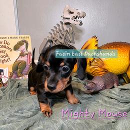 Mighty Mouse - Black and tan female Dachshund puppy in Selma, North Carolina from Facin East Dachshunds