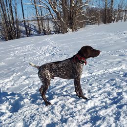 Ruger - German Shorthaired Pointer