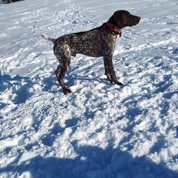 Ruger - German Shorthaired Pointer