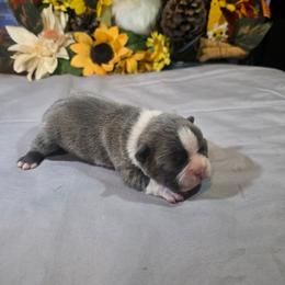 Anakin - Blue male Boston Terrier puppy in Kingsport, Tennessee from Irish Heart Bostons