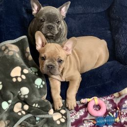 French Bulldog Puppies from Pardon My French Exquisite French Bulldogs