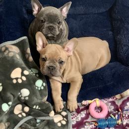 French Bulldog Puppies from Pardon My French Exquisite French Bulldogs