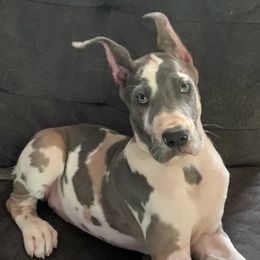 Great Dane Puppies from F&B Kennels