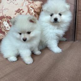 Boy 1 - White male Pomeranian puppy in Houston, Texas from Lola’s Poms