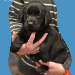 Solstice - Black Collar - Black male Labrador Retriever puppy in Sumerduck, Virginia from Cedar Mountain Retrievers