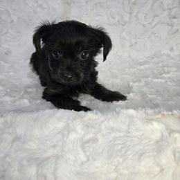 Boy 1 - Parti male Yorkshire Terrier puppy in Wellington, Colorado from Northern Colorado Yorkies