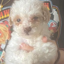 Peanut - Parti male Goldendoodle puppy in Cumberland, Rhode Island from minigoldendoodlesofRI