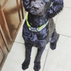 Bruno - Double Doodle