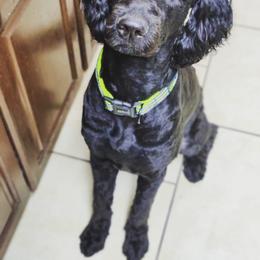 Bruno - Double Doodle