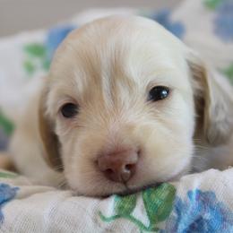 Boy 4 - Cream male Dachshund puppy in Laurel, Mississippi from Kissinger Dachshunds
