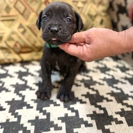 Boy1 - Black brindle male Cane Corso puppy in Granbury, Texas from Revolutions Kennel