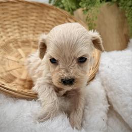 Black collared male - Cream male Maltipoo puppy in Marshallville, Ohio from Grassy Meadow Pups