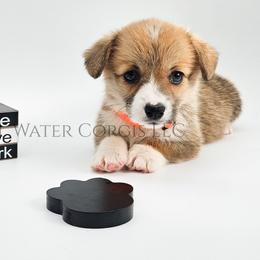 Confetti - Red female Pembroke Welsh Corgi puppy in Kiowa, Colorado from Cool Water Corgis LLC