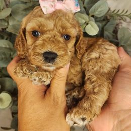 Maple - Red female Cavapoo puppy in Roseville, California from Heavenly Goldendoodles