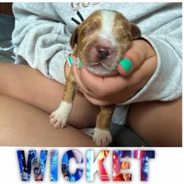 WICKET - Red  male Goldendoodle puppy in Minneapolis, Minnesota from The Golden Roo