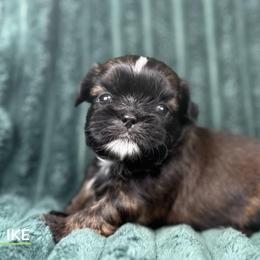 Ike - Red male Shih Tzu puppy in Alice, Texas from Altas Palmas Shih Tzu
