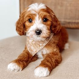 Birch - Caramel cream male Australian Labradoodle puppy in Decatur, Alabama from Southern Meadows Doodles