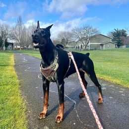 Bullet - Doberman Pinscher