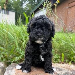 Indy - Black female Goldendoodle puppy in Cherry Tree, Pennsylvania from Plum Creek Acres Next Generation