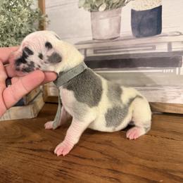 Light Blue Collar - Harlequin male Great Dane puppy in Carencro, Louisiana from Halsey Danes