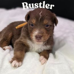 Rustler - Red tri-color male Australian Shepherd puppy in Annville, Pennsylvania from Creekside Aussies LLC