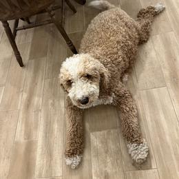 Tara - Goldendoodle