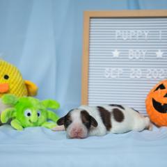 Boy 1 - White and red male Nederlandse Kooikerhondje puppy in Austin, Texas from Emma Vescovo