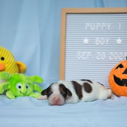 Boy 1 - White and red male Nederlandse Kooikerhondje puppy in Austin, Texas from Emma Vescovo